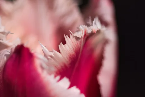 Blumen
