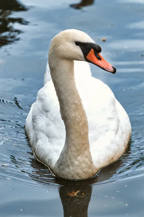 Seine wahre Natur.