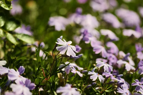 Blumen